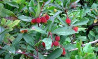 aspecto parcial dos frutos do medronheiro - Arbutus unedo