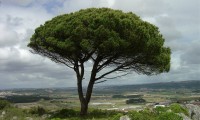 hábito, pinheiro-manso – Pinus pinea