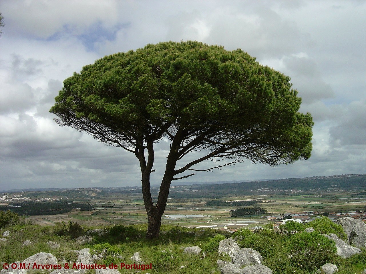 hábito, pinheiro-manso – Pinus pinea