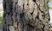 ritidoma de pinheiro-bravo – Pinus pinaster
