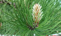 agulhas e rebento do ano do pinheiro-bravo – Pinus pinaster