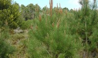 jovem pinheiro-bravo – Pinus pinaster