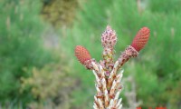 inflorescências femininas de pinheiro-bravo – Pinus pinaster