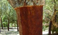 aspecto tronco de sobreiro depois de descortiçado - Quercus suber
