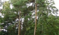 hábito de pinheiro-silvestre – Pinus sylvestris