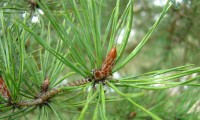 gomo de pinheiro-silvestre – Pinus sylvestris