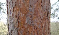 ritidoma alaranjado de pinheiro-silvestre – Pinus sylvestris