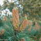 inflorescências masculinas de pinheiro-silvestre – Pinus sylvestris