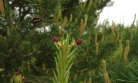 inflorescências femininas de pinheiro-silvestre – Pinus sylvestris