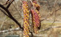 amentilhos masculinos maturos do amieiro - Alnus glutinosa