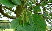 amentilhos masculinos imaturos de amieiro - Alnus glutinosa