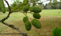 amentos femininos imaturos, frutos do amieiro - Alnus glutinosa