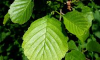 páginas superiores do amieiro, com o vértice do limbo chanfrado - Alnus glutinosa