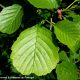 páginas superiores do amieiro, com o vértice do limbo chanfrado - Alnus glutinosa