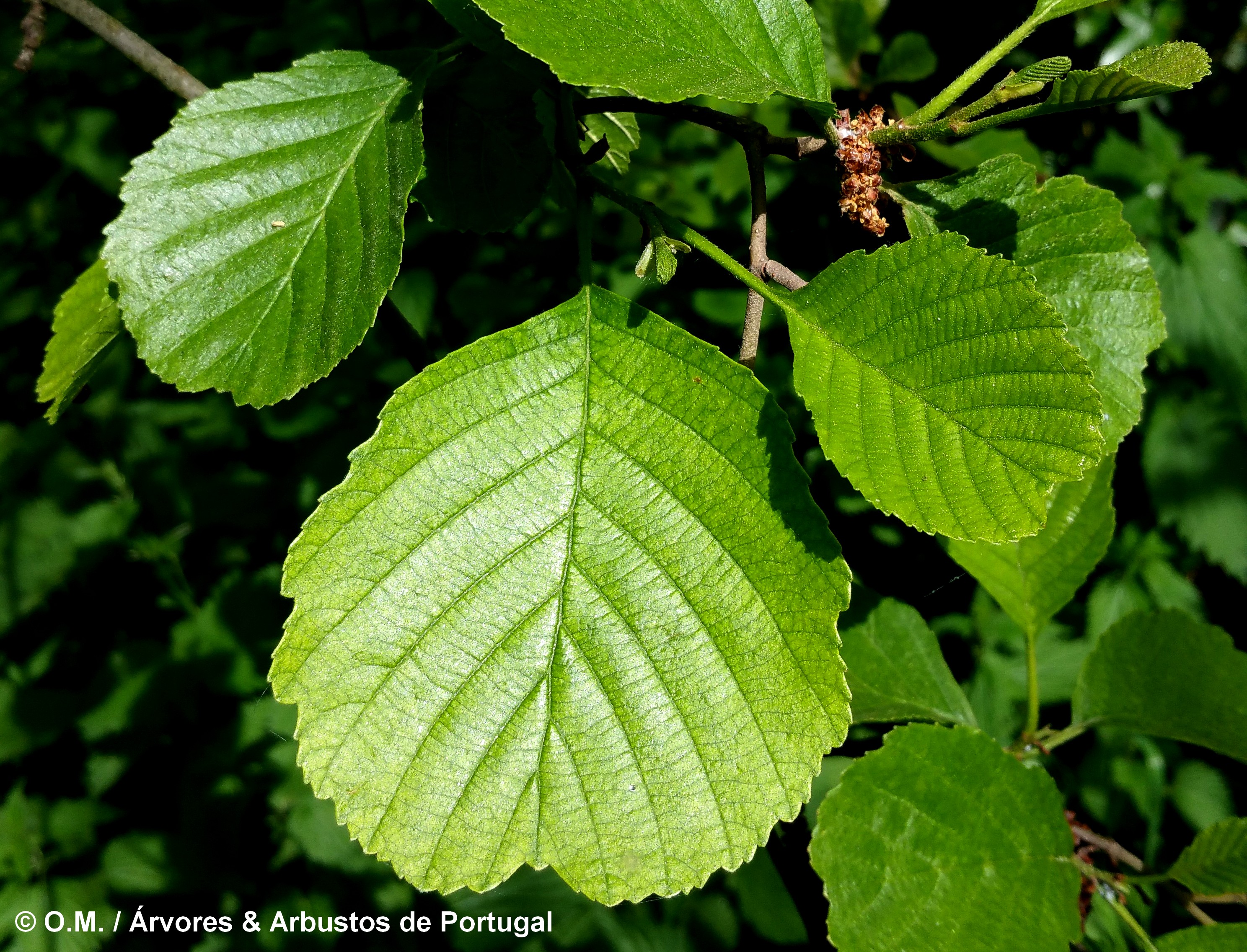 páginas superiores do amieiro, com o vértice do limbo chanfrado - Alnus glutinosa