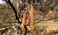 amentilhos masculinos maturos de amieiro - Alnus glutinosa