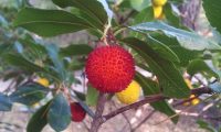 fruto maduro, verrugoso do medronheiro - Arbutus unedo