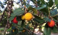 frutos de medronheiro, aspecto verrugoso - Arbutus unedo