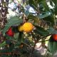 frutos de medronheiro, aspecto verrugoso - Arbutus unedo