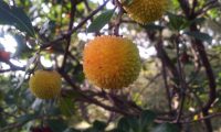 frutos imaturos de medronheiro - Arbutus unedo