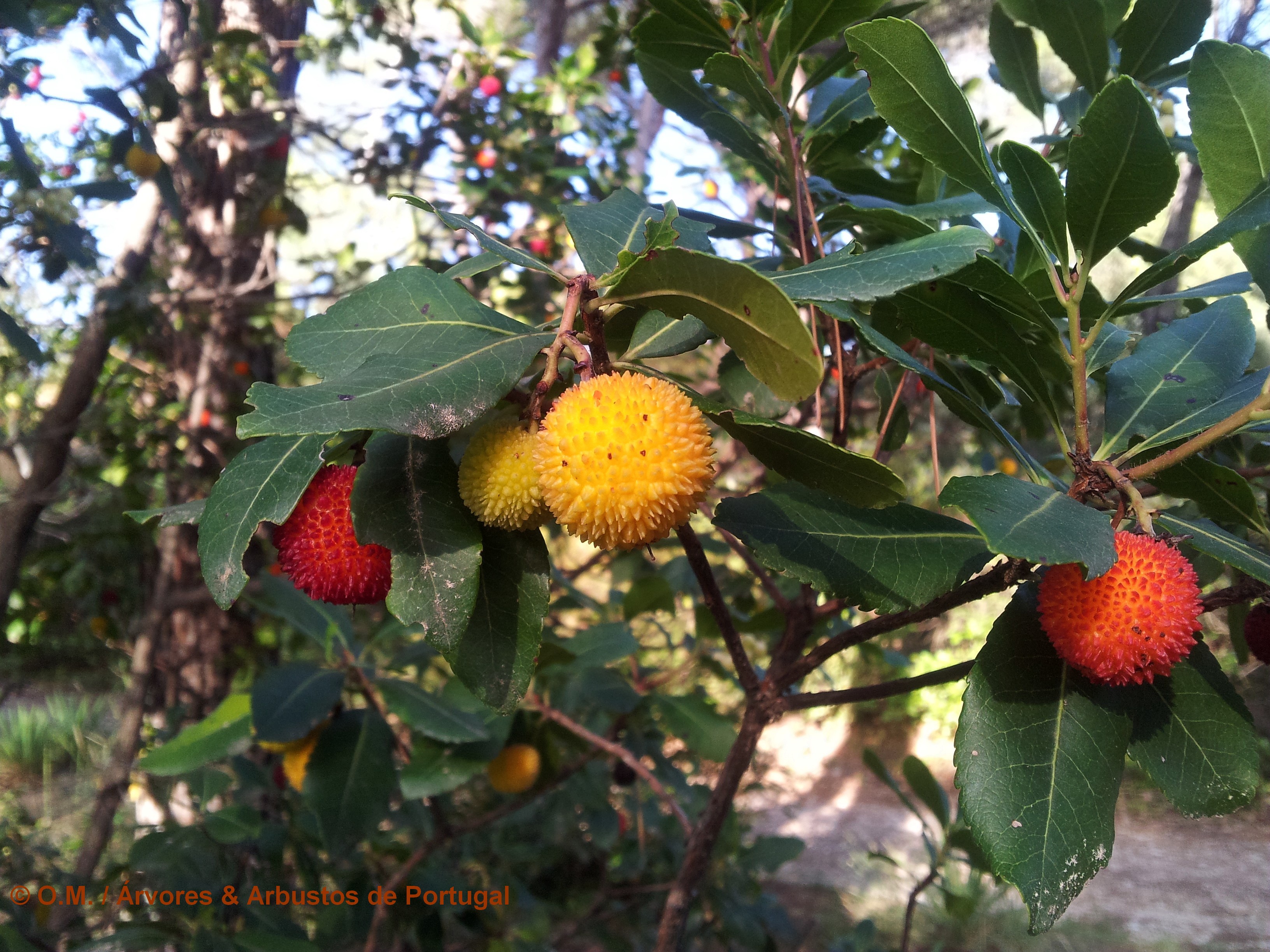 frutos de medronheiro, aspecto verrugoso - Arbutus unedo