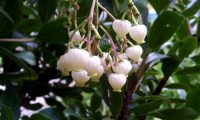 panículas floridas de medronheiro - Arbutus unedo