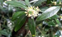 pormenor flor e formação do fruto do buxo - Buxus sempervirens