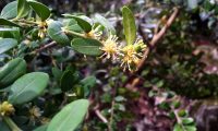 flores do buxo - Buxus sempervirens