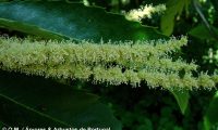 flores masculinas do castanheiro - Castanea sativa