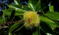 aquénio do castanheiro - Castanea sativa