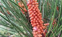 inflorescência masculina do pinheiro-bravo - Pinus pinaster