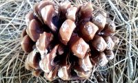 pinha depois de dispersar as sementes, pinheiro-manso – Pinus pinea