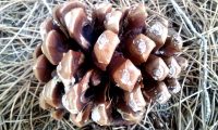 pinha depois de dispersar as sementes, pinheiro-manso – Pinus pinea