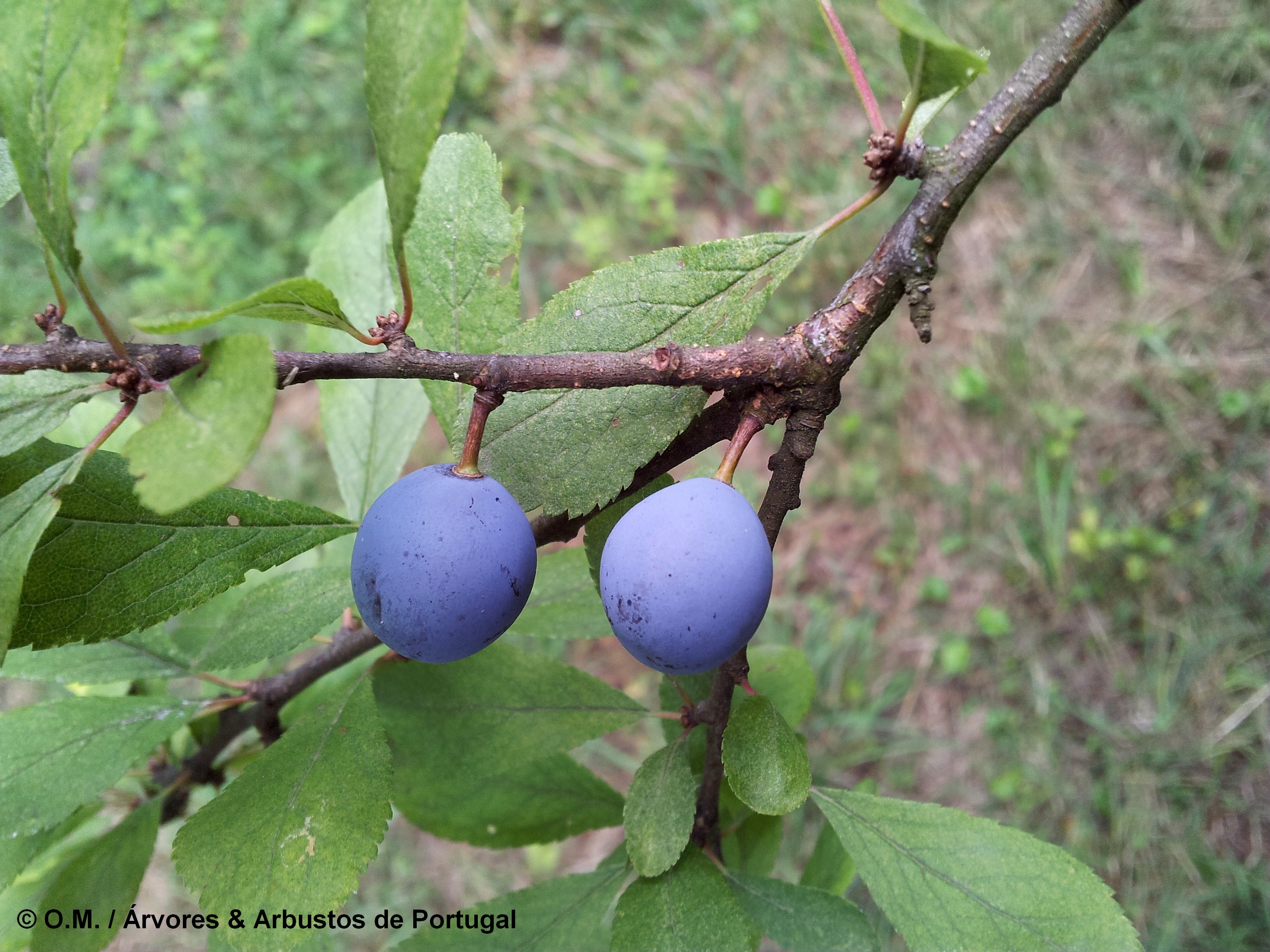 abrunhos maduros do abrunheiro-bravo cobertos de pruína – Prunus spinosa