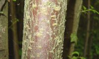 ritidoma de abrunheiro-bravo – Prunus spinosa