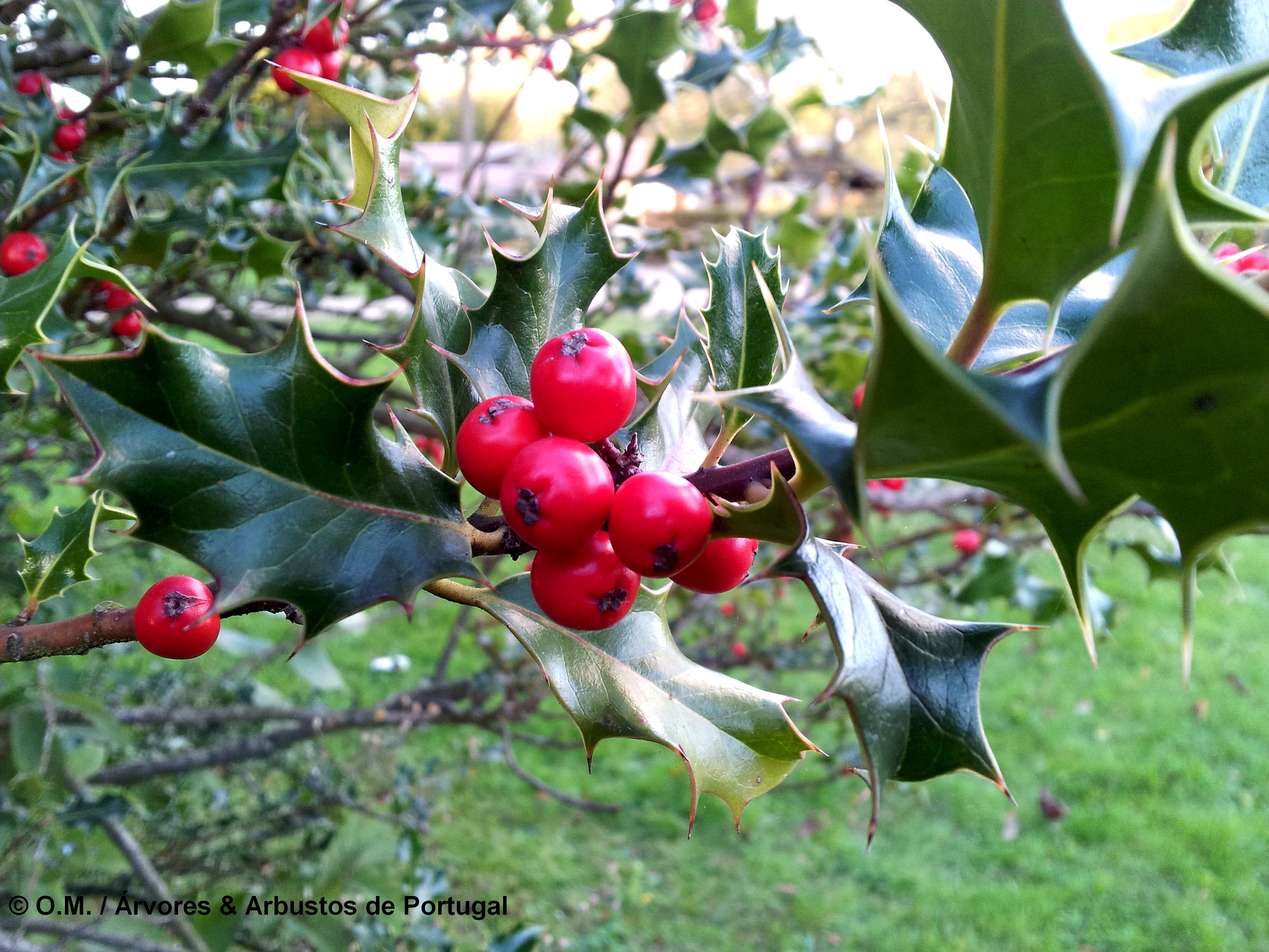 drupas maduras de azevinho - Ilex aquifolium