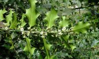 flores femininas e páginas inferiores de azevinho - Ilex aquifolium