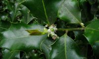 flor feminina de azevinho - Ilex aquifolium