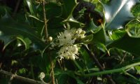 flores masculinas de azevinho - Ilex aquifolium