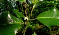 flor masculina de azevinho - Ilex aquifolium