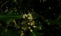 flores masculinas de azevinho - Ilex aquifolium