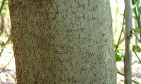 ritidoma de jovem azevinho - Ilex aquifolium
