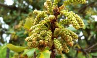 amentilhos em botão de azinheira, azinho - Quercus rotundifolia