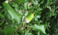 bolota imatura de azinheira, azinho - Quercus rotundifolia