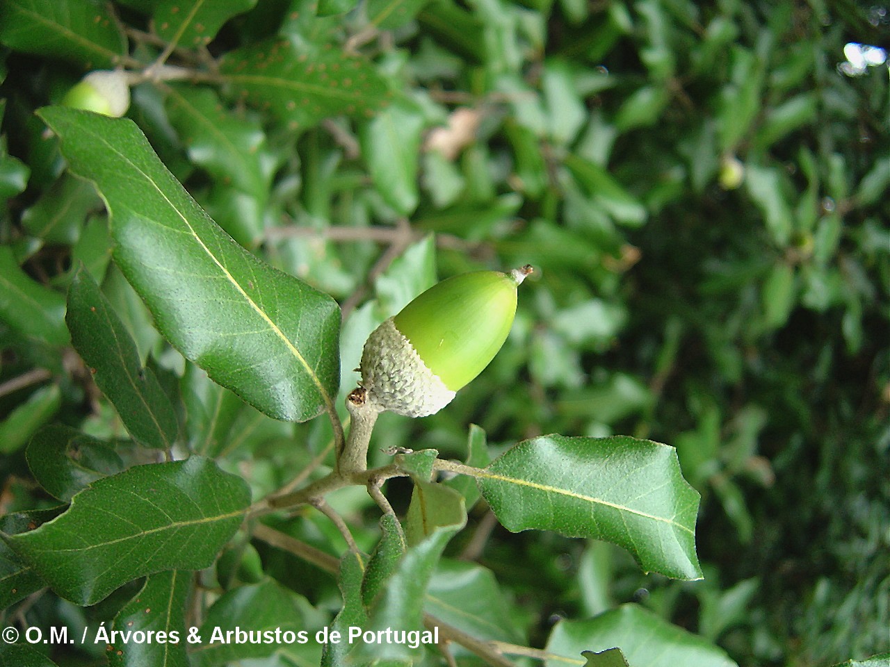 bolota imatura de azinheira, azinho - Quercus rotundifolia