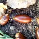 glande de carrasco-arbóreo - Quercus rivasmartinezii