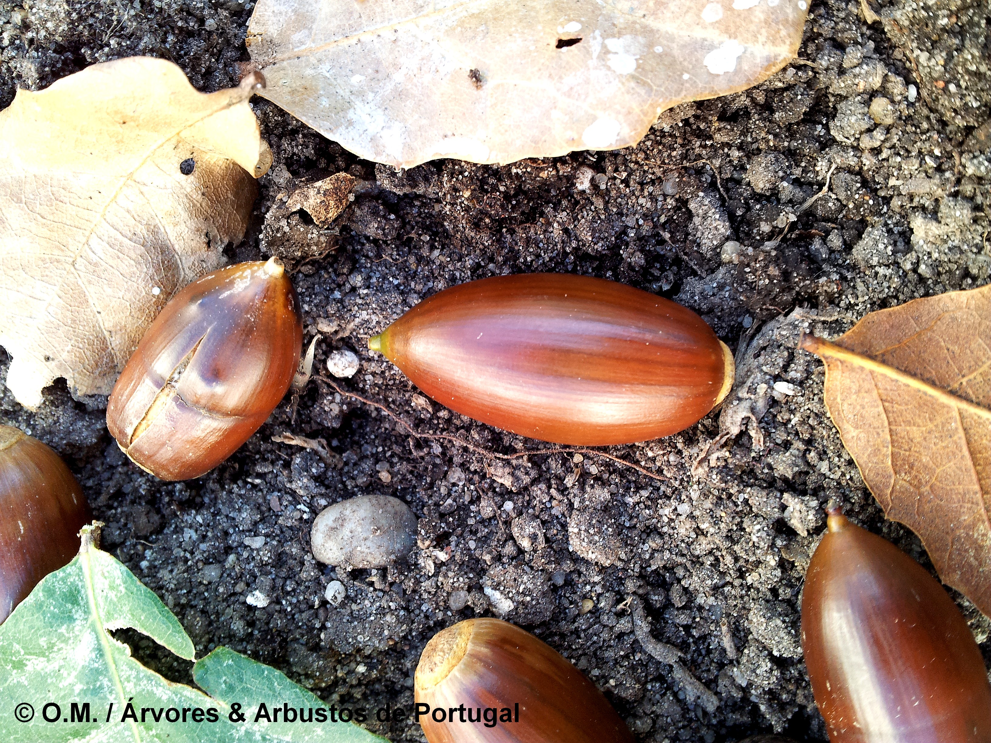 glande de carrasco-arbóreo - Quercus rivasmartinezii