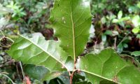 páginas inferiores de carrasco-arbóreo - Quercus rivasmartinezii