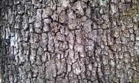 ritidoma adulto de carrasco-arbóreo - Quercus rivasmartinezii