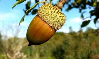 glande e cúpula de carrasco – Quercus coccifera